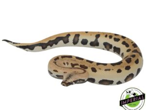 007 BLOOD PYTHON