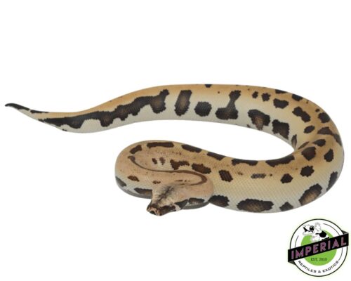 007 BLOOD PYTHON—Imperial Reptileshop