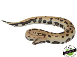 007 BLOOD PYTHON