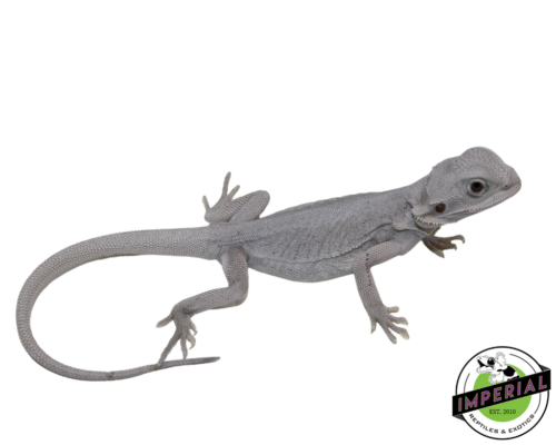 HYPO TRANSLUCENT ZERO Bearded Dragon