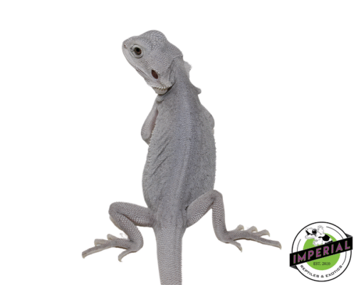 Hypo Leatherback Zero Bearded Dragon Female