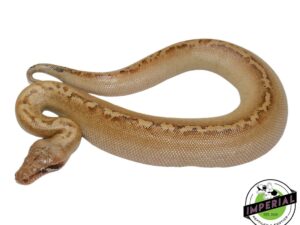 IVORY BLOOD PYTHON MALE - for sale. Captive redd