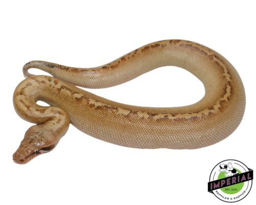 IVORY BLOOD PYTHON MALE - for sale. Captive redd