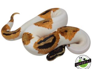 ORANGE PIEBALD BALL PYTHON - piebald ball python
