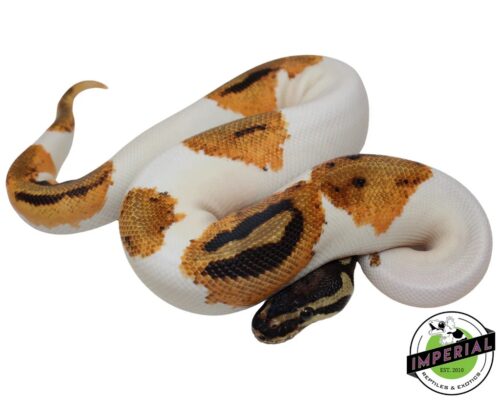 ORANGE PIEBALD BALL PYTHON - piebald ball python