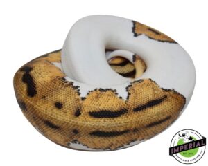 healthy reptiles for sale