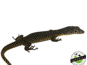 INDONESIAN MANGROVE MONITOR BABY (MERUAKE)