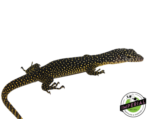 Indonesian Mangrove Monitor Baby