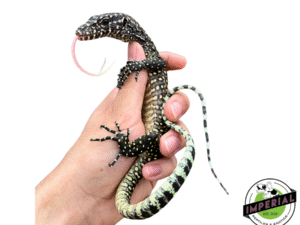 Pastel Blue Tail Monitor Baby (Jayapura)