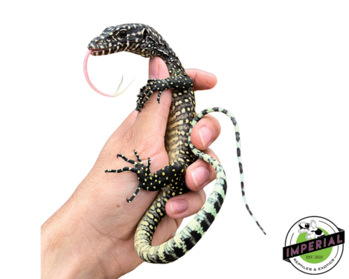 Pastel Blue Tail Monitor Baby (Jayapura)