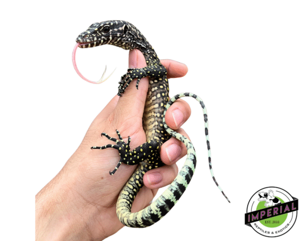 Pastel Blue Tail Monitor Baby (Jayapura)