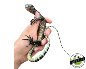 Pastel Blue Tail Monitor Baby