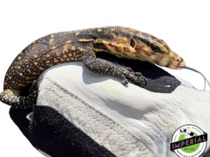 SAMURAI MONITOR BABY