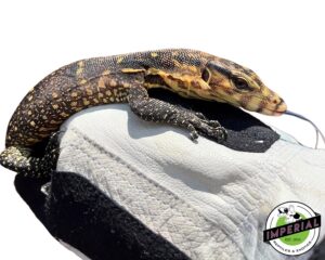 SAMURAI MONITOR BABY