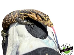 Buy ackie monitor for sale near me