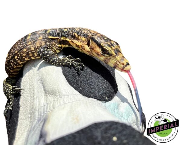 Buy ackie monitor for sale near me