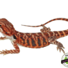 TIGER STRIPE" SUPER RED BLUE BAR LEATHERBACK BEARDED DRAGON MALE