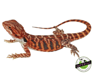 TIGER STRIPE" SUPER RED BLUE BAR LEATHERBACK BEARDED DRAGON MALE