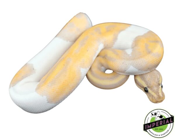 BANANA PIEBALD BALL PYTHON BABY - Captive Bred
