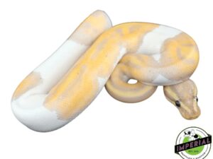 BANANA PIEBALD BALL PYTHON BABY
