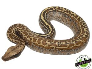 BATIK BLOOD PYTHON