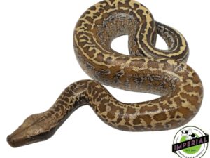 BATIK BLOOD PYTHON - for sale