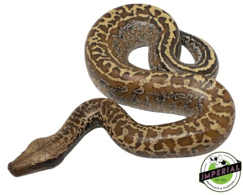 BATIK BLOOD PYTHON - for sale 