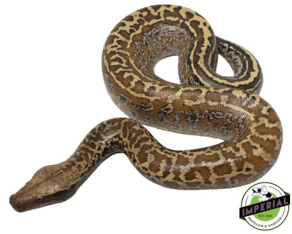 BATIK BLOOD PYTHON - for sale