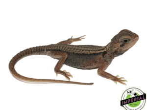 HYPO TRANSLUCENT THUNDERBOLT BEARDED DRAGON BABY