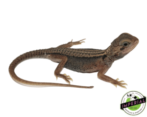 HYPO TRANSLUCENT THUNDERBOLT BEARDED DRAGON BABY