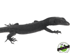 BLACK DRAGON WATER MONITOR