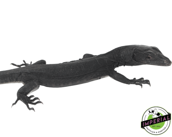 BLACK DRAGON WATER MONITOR