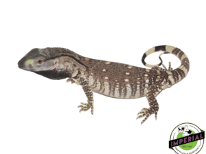 BLACK THROAT MONITOR BABY