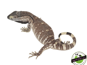 BLACK THROAT MONITOR BABY for salee - imperial reptile shop