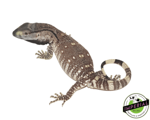 BLACK THROAT MONITOR BABY for salee - imperial reptile shop