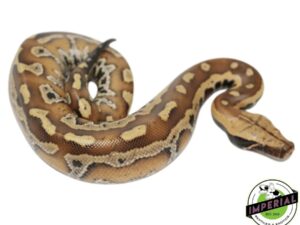 RED BLOOD PYTHON BABY