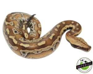 RED BLOOD PYTHON BABY