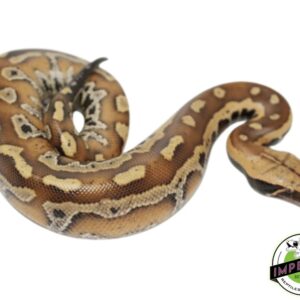 RED BLOOD PYTHON BABY