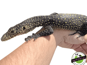 BLUE TAIL MONITOR for sale- imperial reptileshop