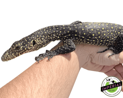 BLUE TAIL MONITOR for sale- imperial reptileshop