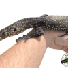 BLUE TAIL MONITOR