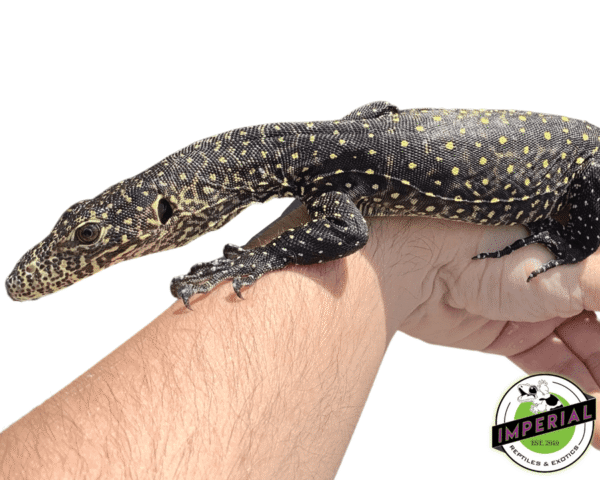 Monitors for sale - imperial reptile shop
