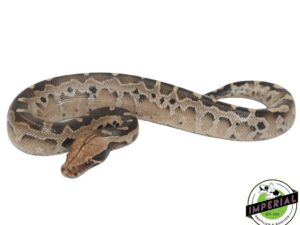 Borneo Blood Python for Sale