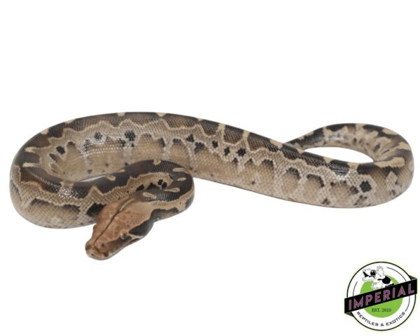 Borneo Blood Python for Sale