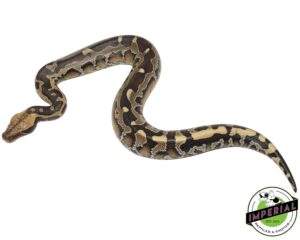 Blood python for sale - Healthy & hand selected