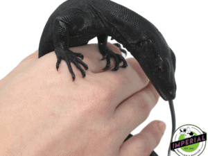 BLACK DRAGON WATER MONITOR