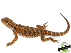 BLUE BAR CITRUS BEARDED DRAGON