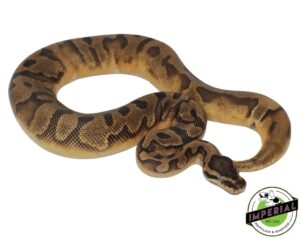 ball python for sale