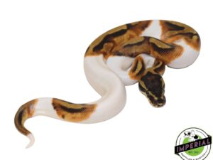 enchi pied ball python—for sale | Captive-bred