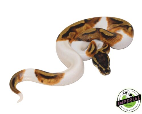 enchi pied ball python—for sale | Captive-bred